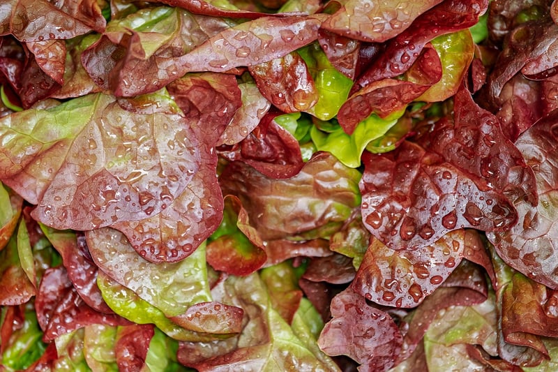 Veggie Delight Salad